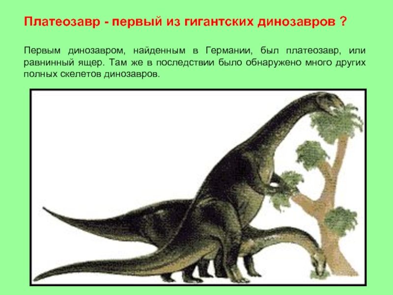 Платеозавр - первый из гигантских динозавров ? Первым динозавром, найденным в Германии, был платеозавр, или равнинный ящер.