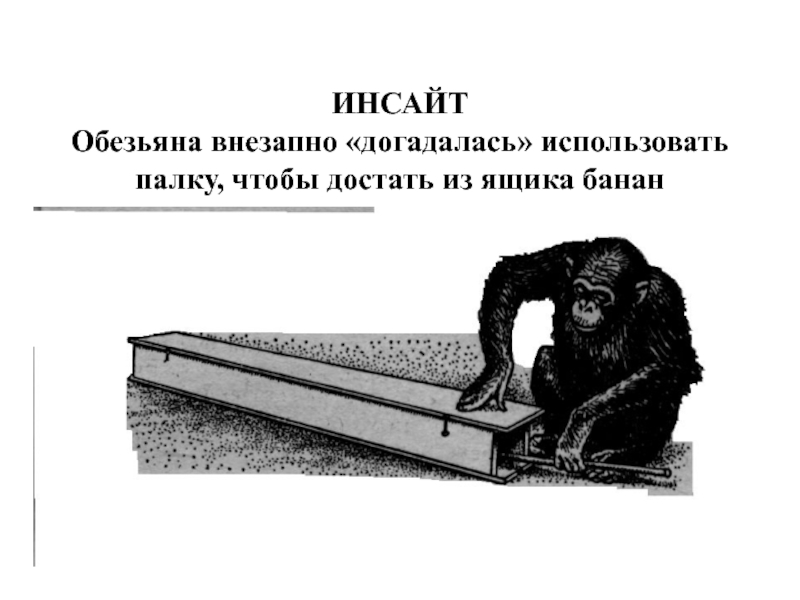 Рассмотрите рисунок на котором изображен шимпанзе пытающийся с помощью палки приблизить к себе