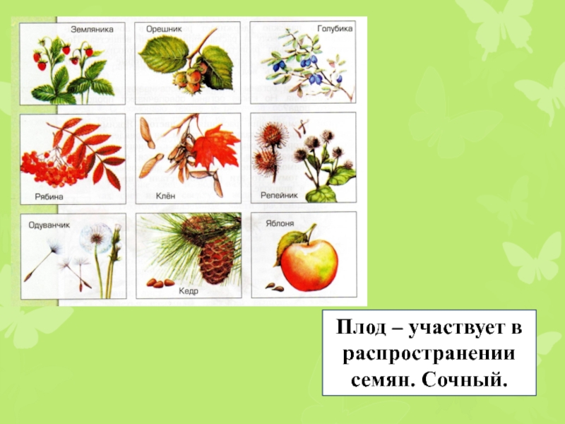 Плод участвует. Способ распространения семян у яблока. Плод яблоко способ распространения. Распространение плодов яблони. Способ распространения плодов яблони.