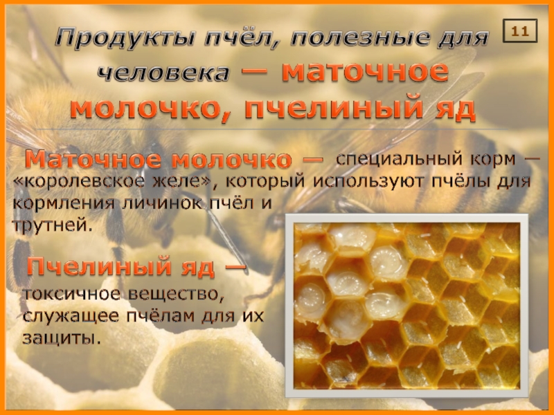 Что используют пчелы. Продукты пчеловодства. Полезные продукты пчеловодства. Продукты пчеловодства маточное молочко. Пчелы продукты пчеловодства.