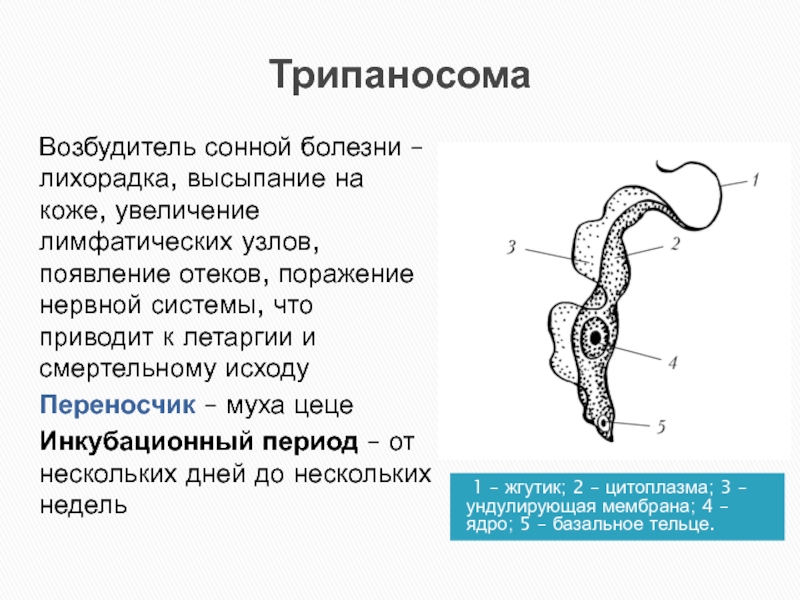 Трипаносома способна к фотосинтезу