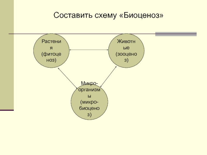 Структура биоценоза схема