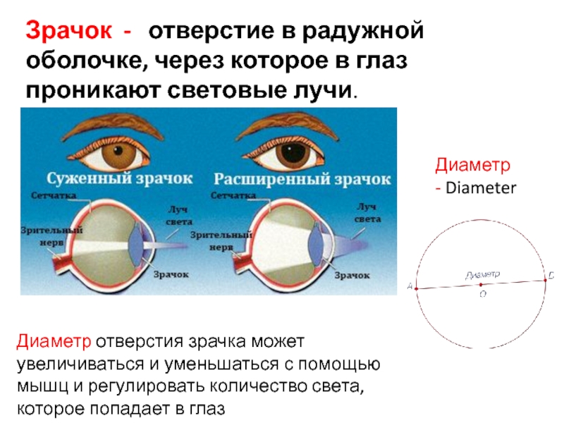 Практическая работа сужение и расширение зрачка биология. Диаметр зрачка глаза. Регулирует диаметр зрачка. Диаметр зрачка человеческого глаза. Изменение размера зрачка.