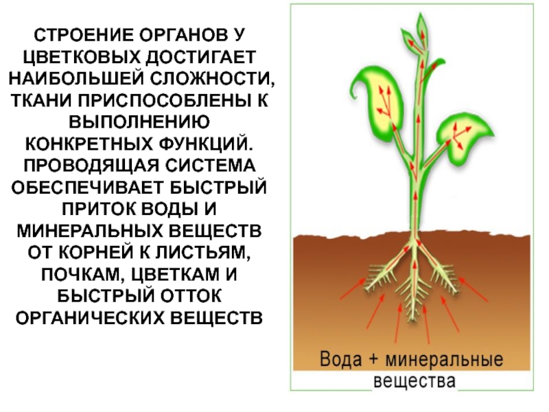 Корни притоки. Отток органических веществ от листьев к корням это. Что проводит воду и Минеральные вещества от корня к листьям. Что такое отток органических веществ от листьев.