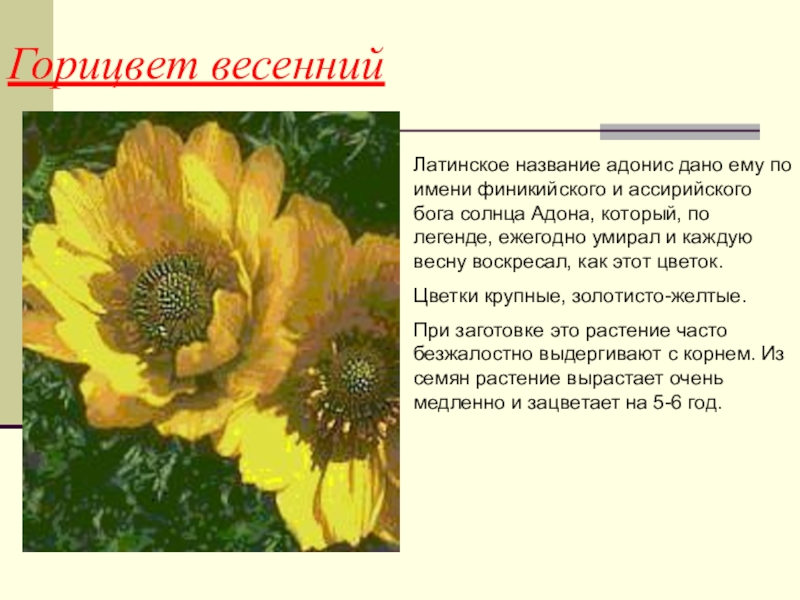 Цветы адонис фото описание