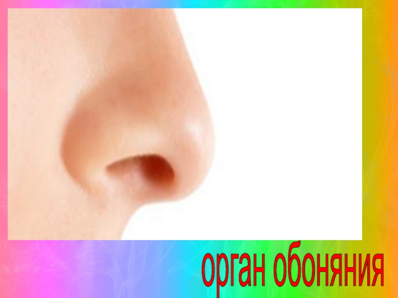 Картинка орган обоняния нос