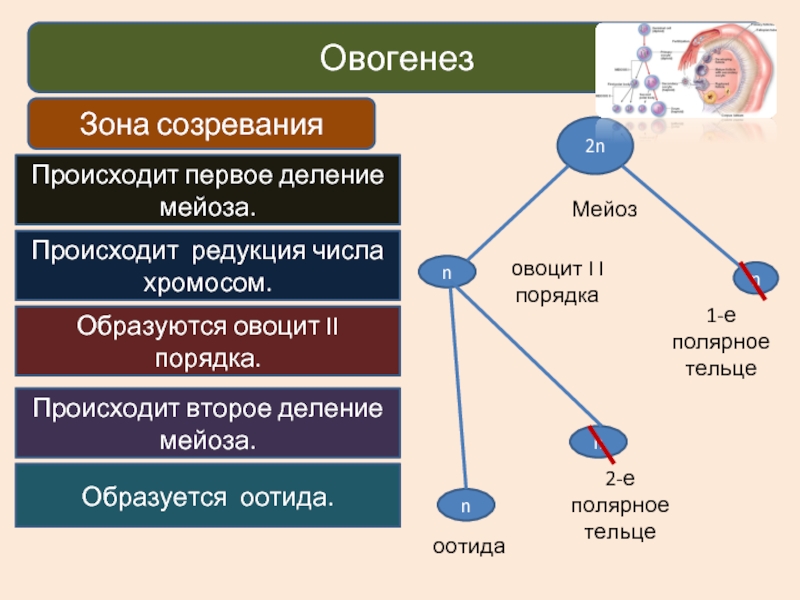 Редукция числа хромосом происходит во время. Зона созревания овогенеза. Ооцит 2 порядка набор хромосом. Овоцит второго порядка. Овоцит второго порядка набор хромосом.