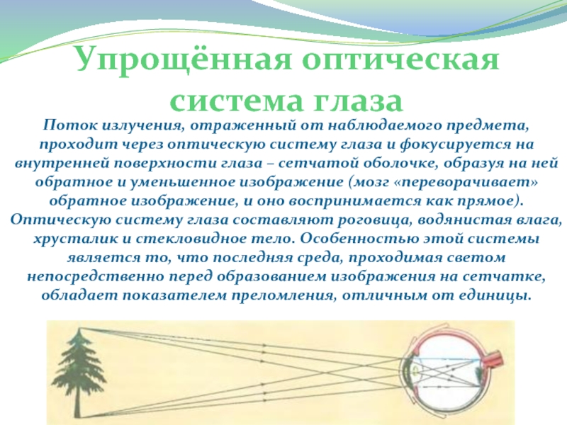 Глаз как оптическая система презентация по физике 11 класс