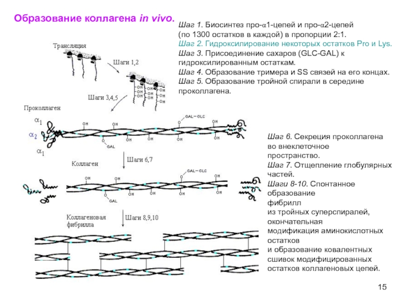 2 этап оста. Образование коллагена. A1 a2 цепи коллагена. Этапы оста. Гидроксилирование коллагена.