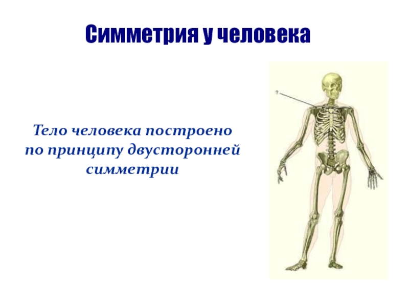 Симметрия в медицине. Симметрия тела человека. Билатеральная симметрия человека. Двусторонняя симметрия тела человека. Билатеральная симметрия тела человека.