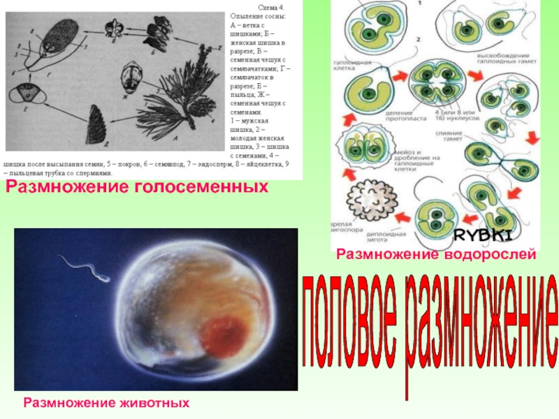 Тест размножение и развитие организмов 10. Способы размножения организмов.