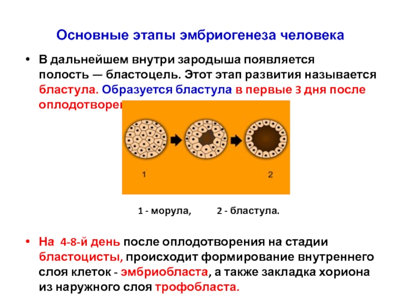 Бластула у амфибий