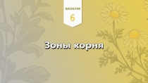 22. Зоня корня