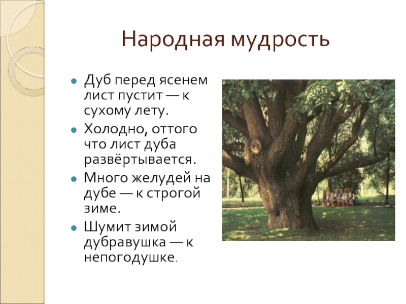 Деревья презентация 2 класс. Сообщение о дубе. Доклад интересные факты о дубе. Презентация на тему дуб дерево. Дерево дуб для презентации.