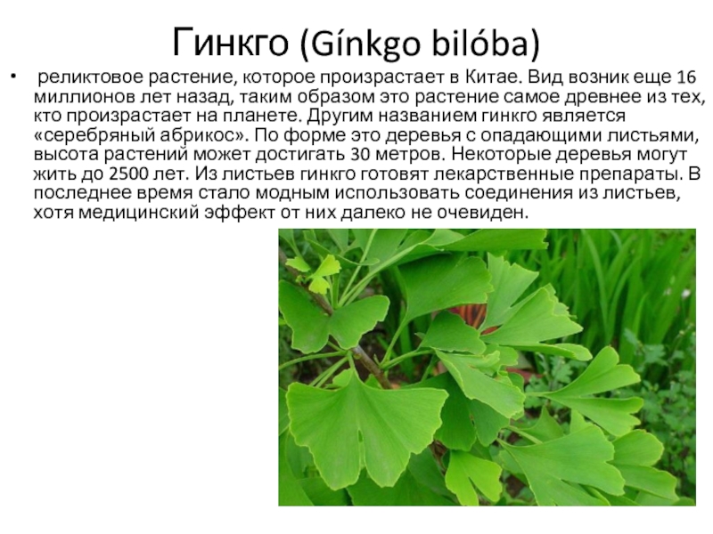 Гинкго (Gínkgo bilóba) реликтовое растение, которое произрастает в Китае. Вид возник еще 16 миллионов лет назад, таким
