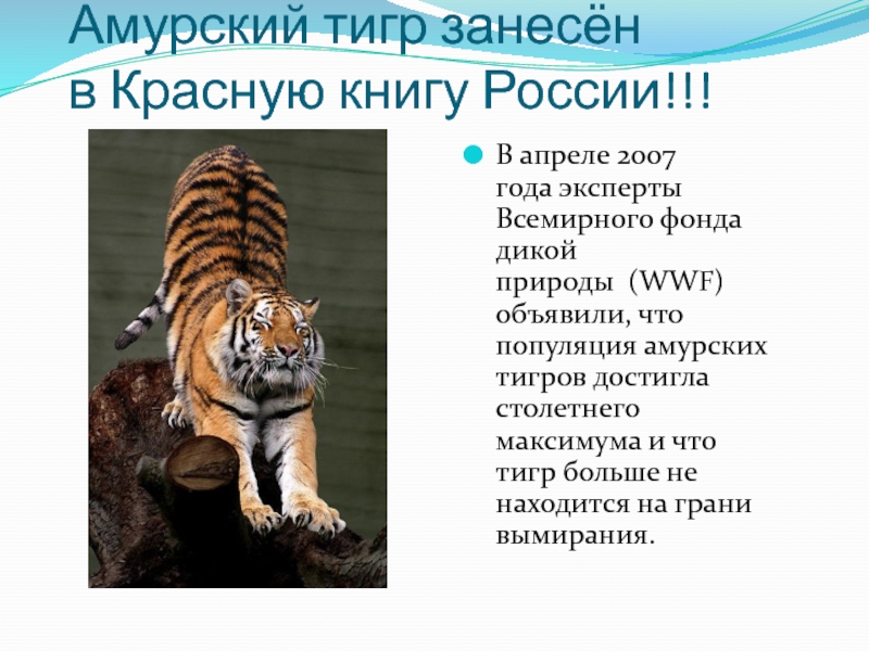 Тигр занесен в красную книгу России. Амурский тигр занесен в красную. Красная книга России Амурский тигр. Амурский занесен в красную книгу ?? Амурский тигр.