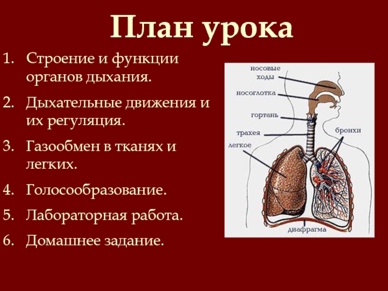 Дыхательная система анатомия презентация