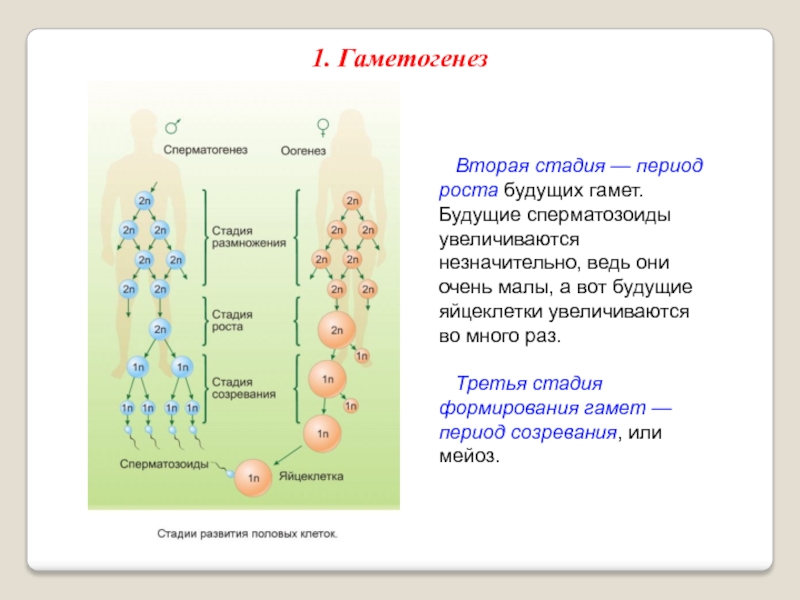 Стадии гаметогенеза. Периоды гаметогенеза стадии развития гамет. Гематогенез стадия роста. Стадии развития гаметы в гаметогенезе. Стадии развития половых клеток гаметогенез.