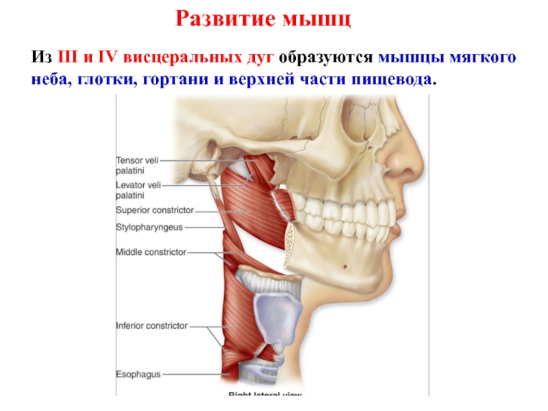 Глотка мышцы глотки. Musculus Tensor Palatini. Tensor Veli Palatini мышца анатомия.