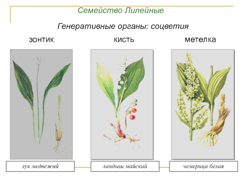 Три примера лилейных. Однодольные Лилейные растения соцветие. Семейство Лилейные генеративные органы. Семейство Лилейные соцветие метелка. Схема соцветия лилейных.