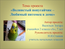Волнистый попугайчик – Любимый питомец в доме