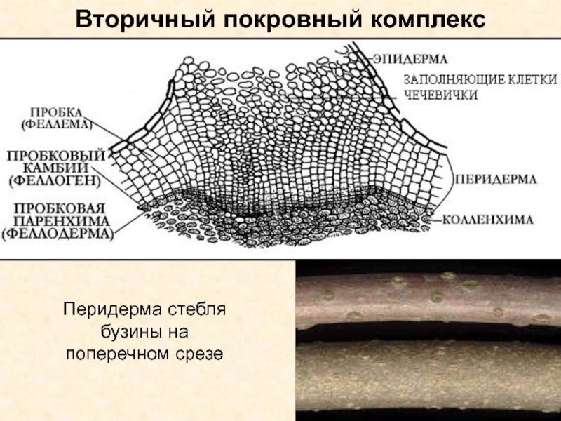 Покровные ткани стебля