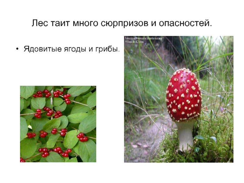 Лес таит много сюрпризов и опасностей.Ядовитые ягоды и грибы.