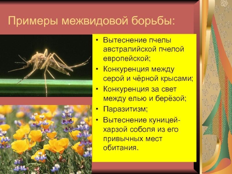 Межвидовая борьба определение. Межвидовая борьба примеры. Межвидовая борьба примеры животных. Вытеснение пчелы австралийской пчелой европейской. Межвидовая борьба паразитизм примеры.