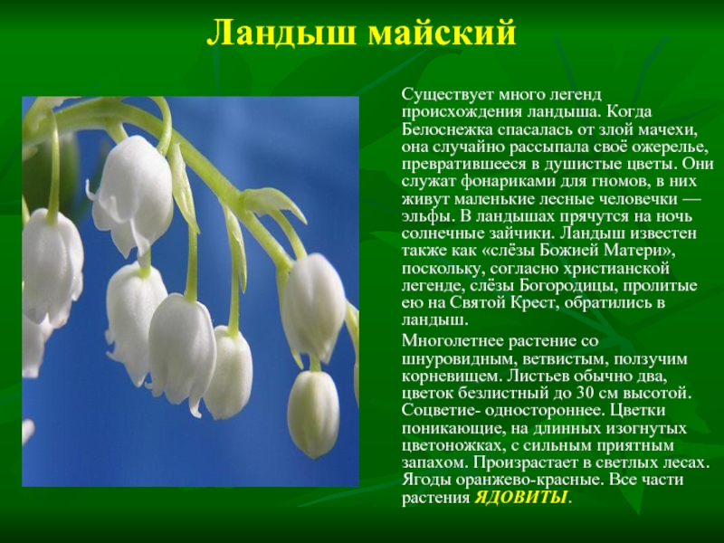 Сообщение существует. Ландыш доклад. Интересные факты о ландыше. Описание ландыша краткое. Сообщение про цветок Ландыш.