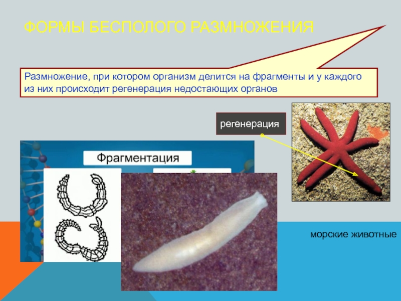 Формы размножения организмов презентация