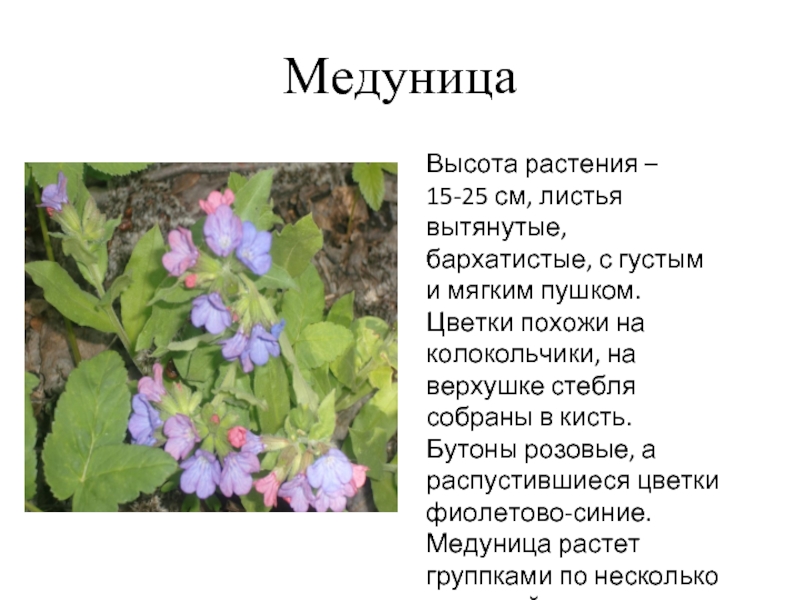 МедуницаВысота растения – 15-25 см, листья вытянутые, бархатистые, с густым и мягким пушком. Цветки похожи на колокольчики,