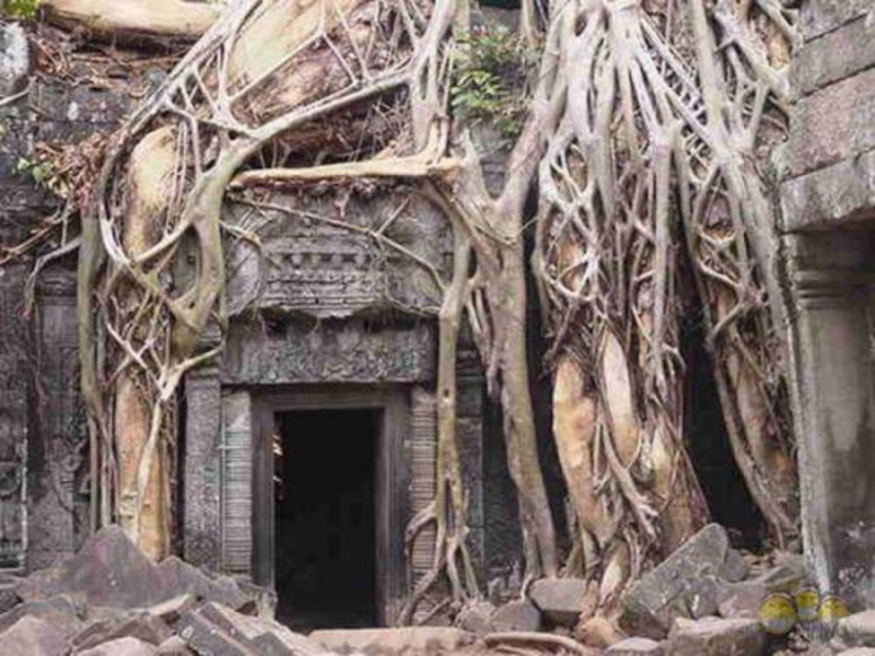 Дерево-спрут  Белое хлопковое дерево (шерстяное дерево, капок) у ворот храма Та Пром в Ангкор-Тхом, в столице