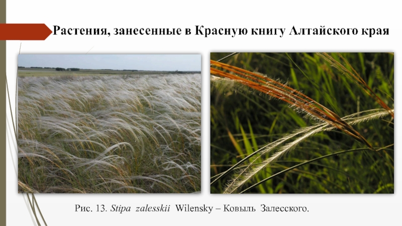 Семейство Злаковые ( Роасеае Barnh.) Рис. 13. Stipa zalesskii Wilensky – Ковыль Залесского. Рис. 13. Stipa zalesskii Wilensky – Ковыль Залесского.