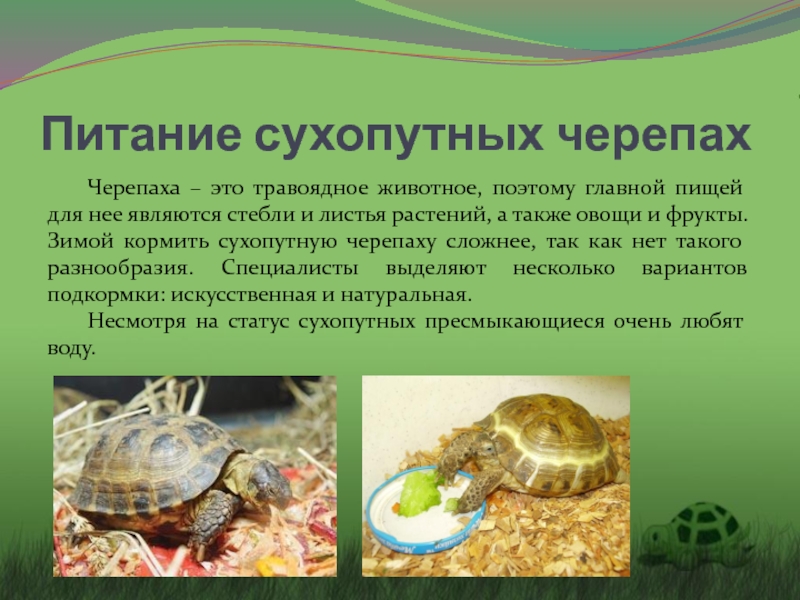 Текст про черепаху. Среднеазиатская красноухая черепаха. Красноухая черепаха сухопутная. Питание сухопутных черепах. Черепахи питание кратко.