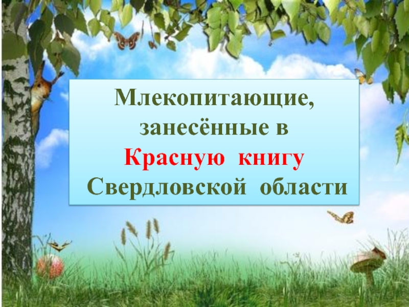Презентация Красная книга Свердловской области (млекопитающие)