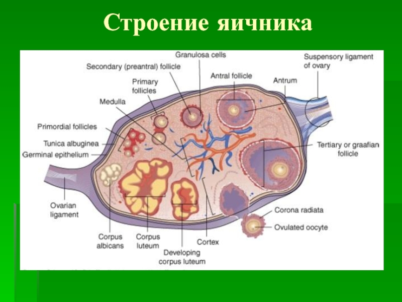 Яичник рисунок анатомия