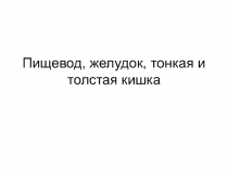 Пищевод, желудок, тонкая и толстая кишка