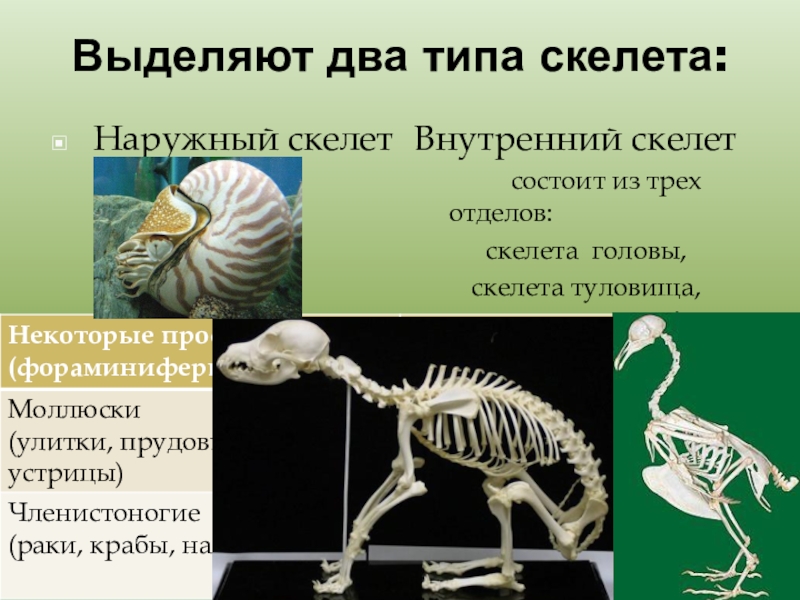 Виды скелетов животных