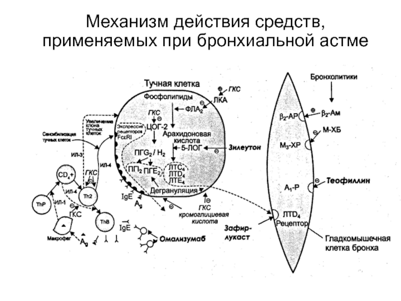 Механизм действия препарата. Механизм действия бета 2 адреномиметиков при бронхиальной астме. Механизм действия глюкокортикостероидов при бронхиальной астме. Точки приложения препаратов при бронхиальной астме. Механизм действия глюкокортикоидов при бронхиальной астме.