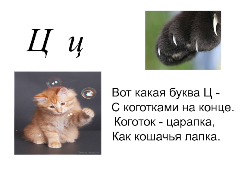 Есть ли ц. Буква ц с коготочком на конце. Вот какая буква ц с коготочком на конце. Коготок Царапка как Кошачья лапка. Буква ц Коготок Царапка.