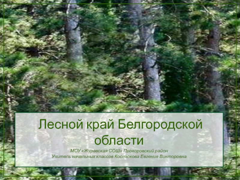 Презентация Лесной край Белгородской области