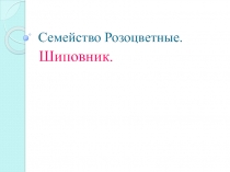 Семейство Розоцветные. Шиповник 7 класс