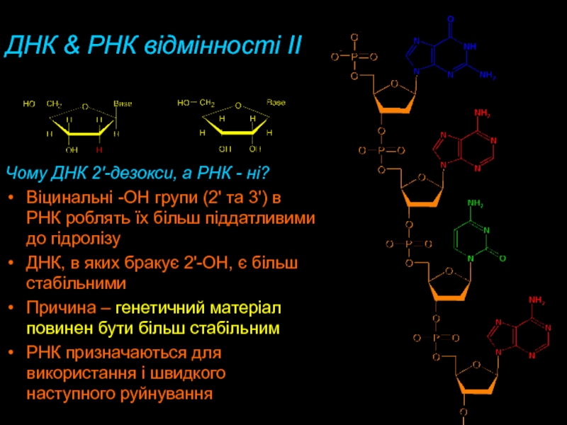 ДНК & РНК відмінності IIЧому ДНК 2'-дезокси, а РНК - ні? Віцинальні -OH групи (2' та 3')