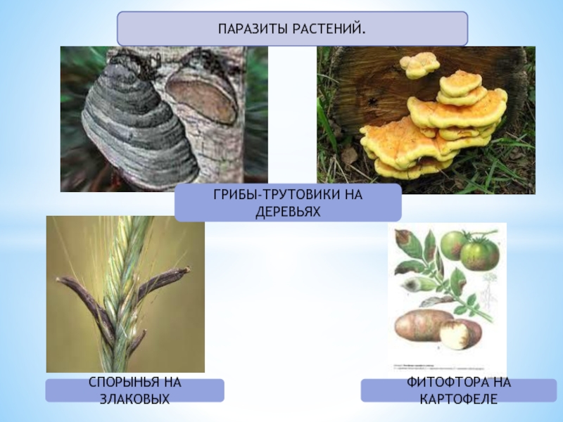 Проект грибы паразиты 5 класс биология