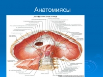 Анатомиясы