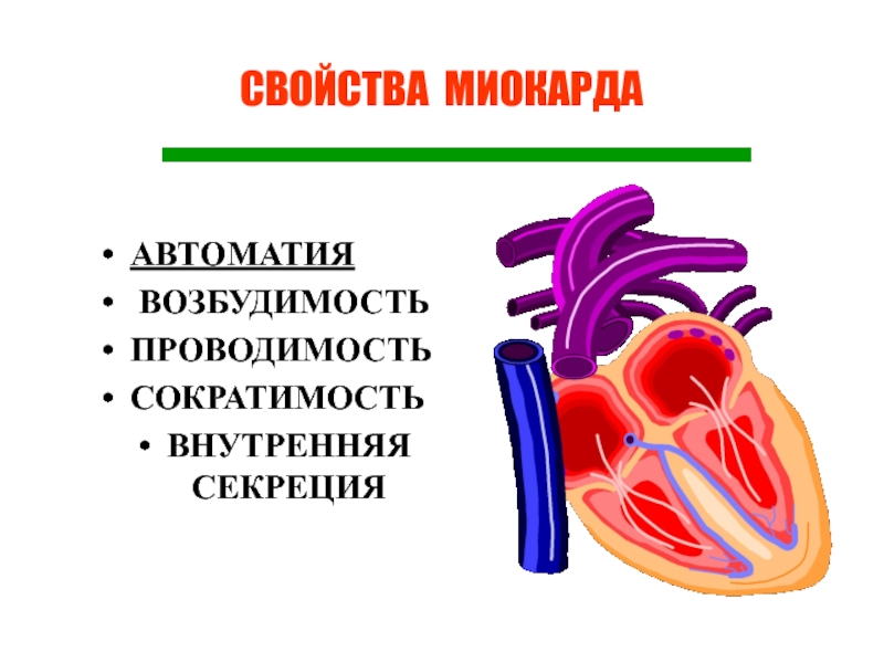 Механизм автоматии сердца презентация