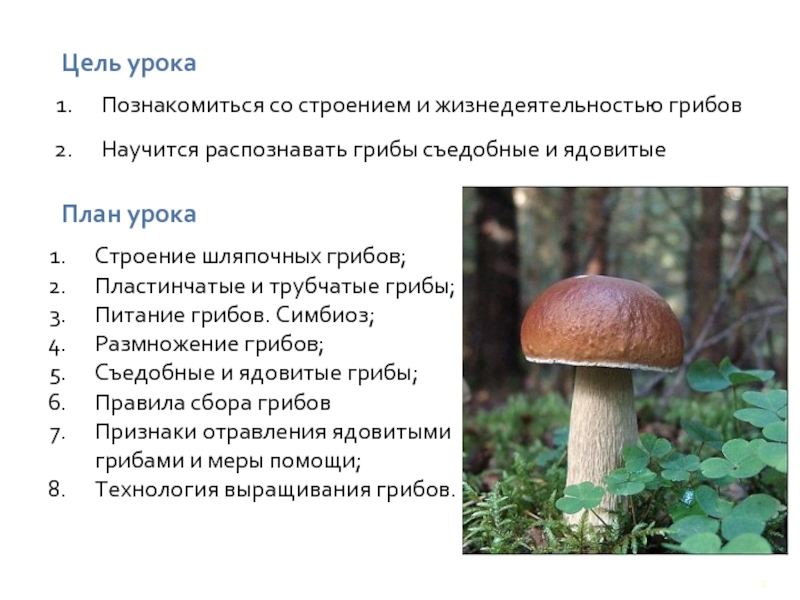 Познакомиться со строением и жизнедеятельностью грибовНаучится распознавать грибы съедобные и ядовитыеЦель урокаПлан урокаСтроение шляпочных грибов;Пластинчатые и трубчатые