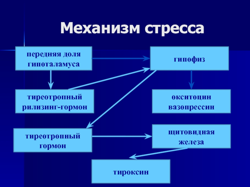 Схема механизмов регуляции информационного стресса