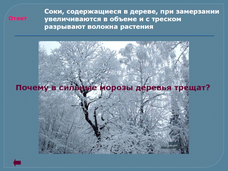 Трещал сильный мороз. Почему дерево трещит\. Деревья трещат от Мороза. Почему при сильном морозе деревья трещат. Сильные Морозы доклад.