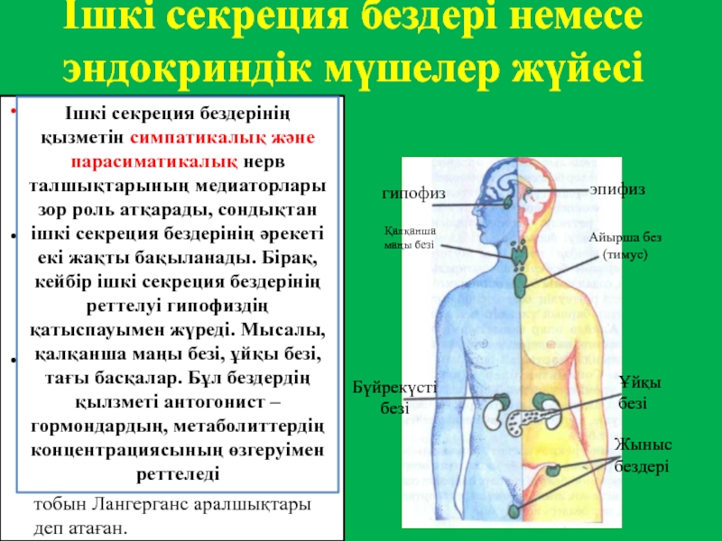 Ішкі секреция бездері аурулары презентация